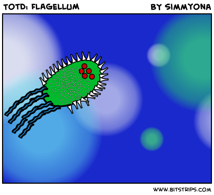 TotD: FLAGELLUM