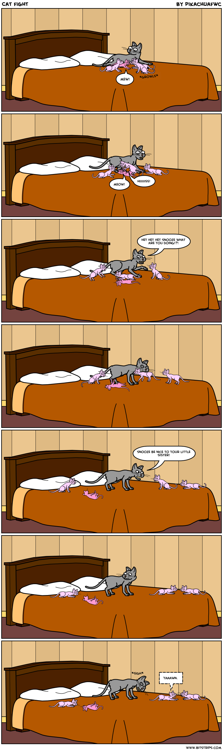 Cat fight