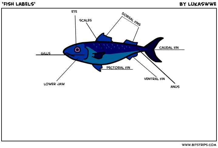 'Fish Labels'