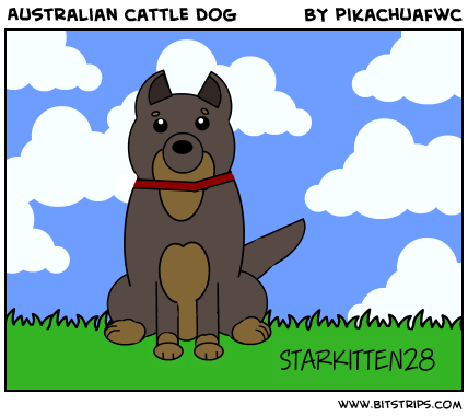 Australian cattle dog