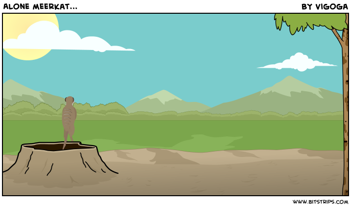 Alone meerkat...