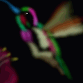 ''Humming Bird'