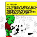 The Venezuelan brown bat