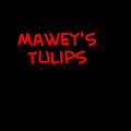 Mawey's Tulips