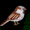 Sparrow