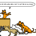 funny pics