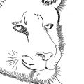 Line Drawings