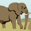African elephant