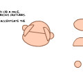 The basics of a face