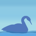 Swan