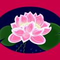 The Water lily 