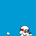 Labradoodle
