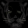 'Panther.'