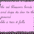 Cherry Blossom.