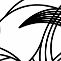 the bird