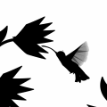'Hummingbird'