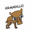 armadillo!