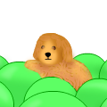 Little Puppy :)