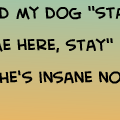 Insane dog?