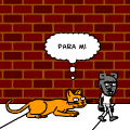 gato vs rat