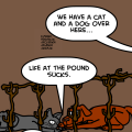 cat vs dog