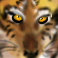 'TIGER, TIGER'
