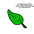 The Monarch Butterfly