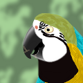 Blue and gold Macaw