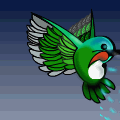 humming bird