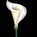 'Calla Lily.'