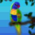 'Rainbow Lorikeet'