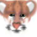 'Wildcat.'