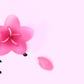 TotD: Cherry Blossom