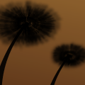Dandelion