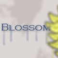 Blossom