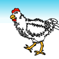 Gallo Blanco