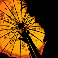 Translucent Parasol