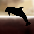 Tursiops truncatus