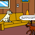 the amazing world of dogs