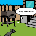 'Crazy Cat'