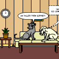 The life of my cat and dog