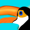 Toucan