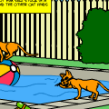 fighting like cats and dogs
