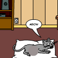 the comedy adventures of the of a kitten