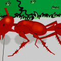 Ant