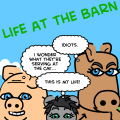 Life at the Barn