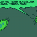 TOTD Flagellum